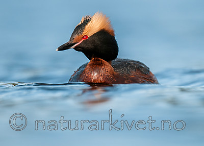 BB 10 0370 / Podiceps auritus / Horndykker
